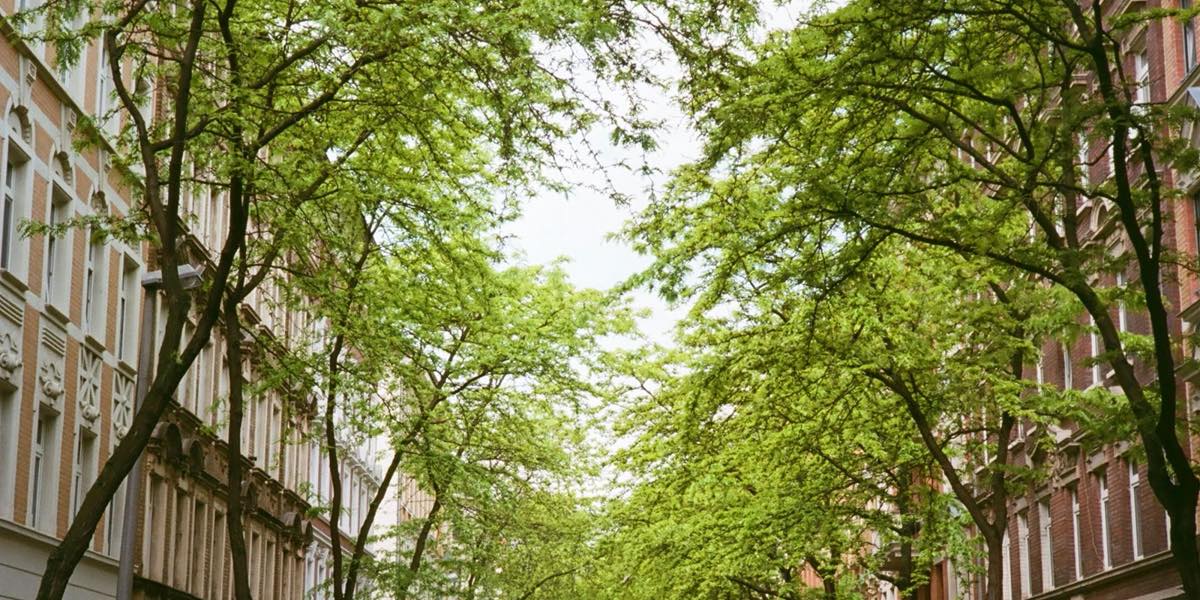 Altbaustraße mit Bäumen in Leipzig